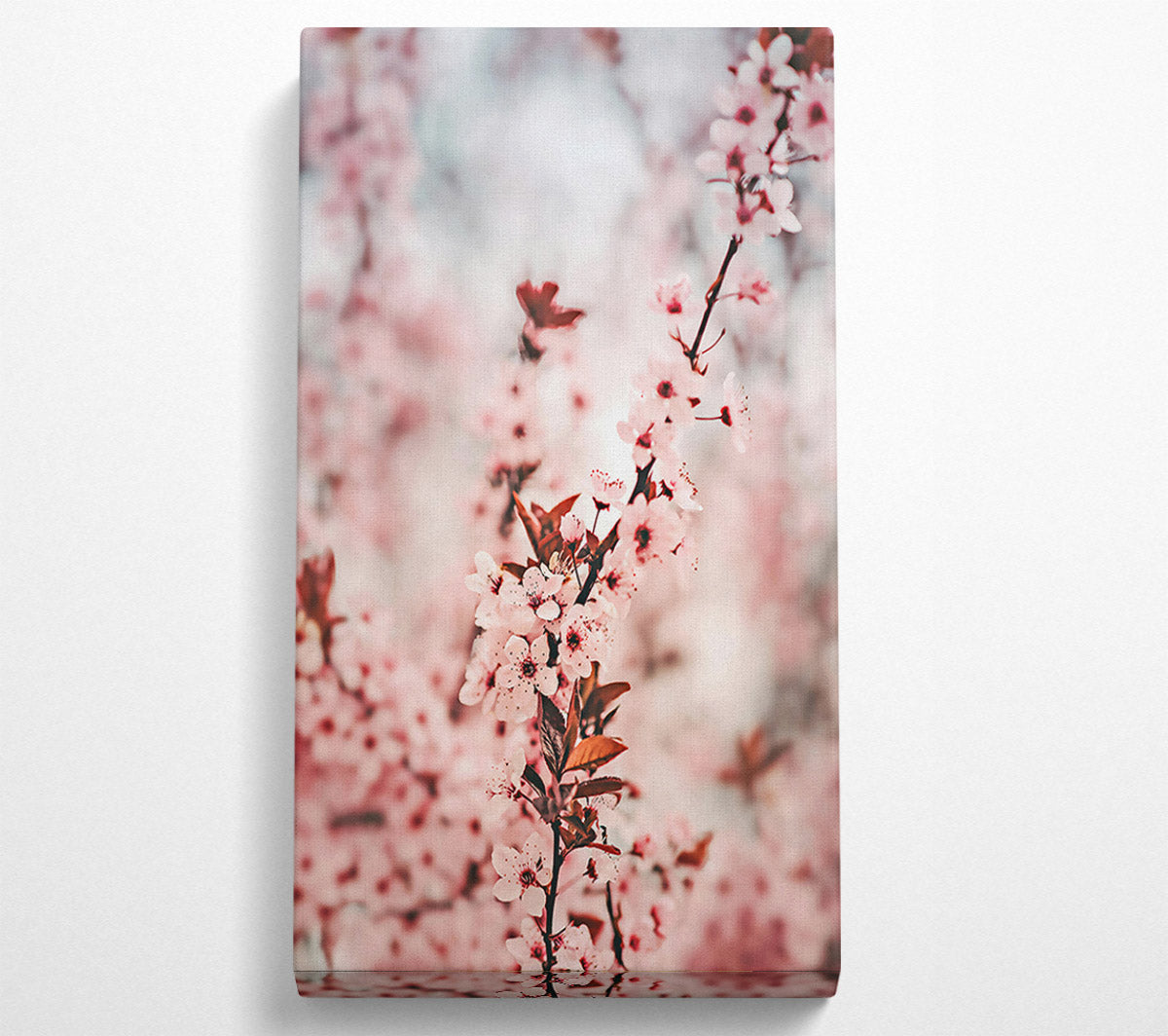 Pink Blossom Branch Canvas Print