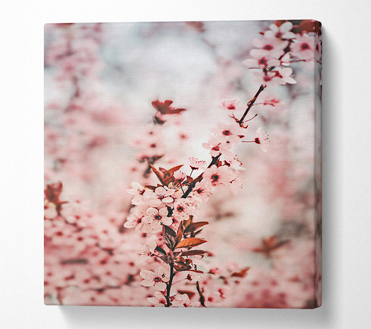 Pink Blossom Branch Canvas Print