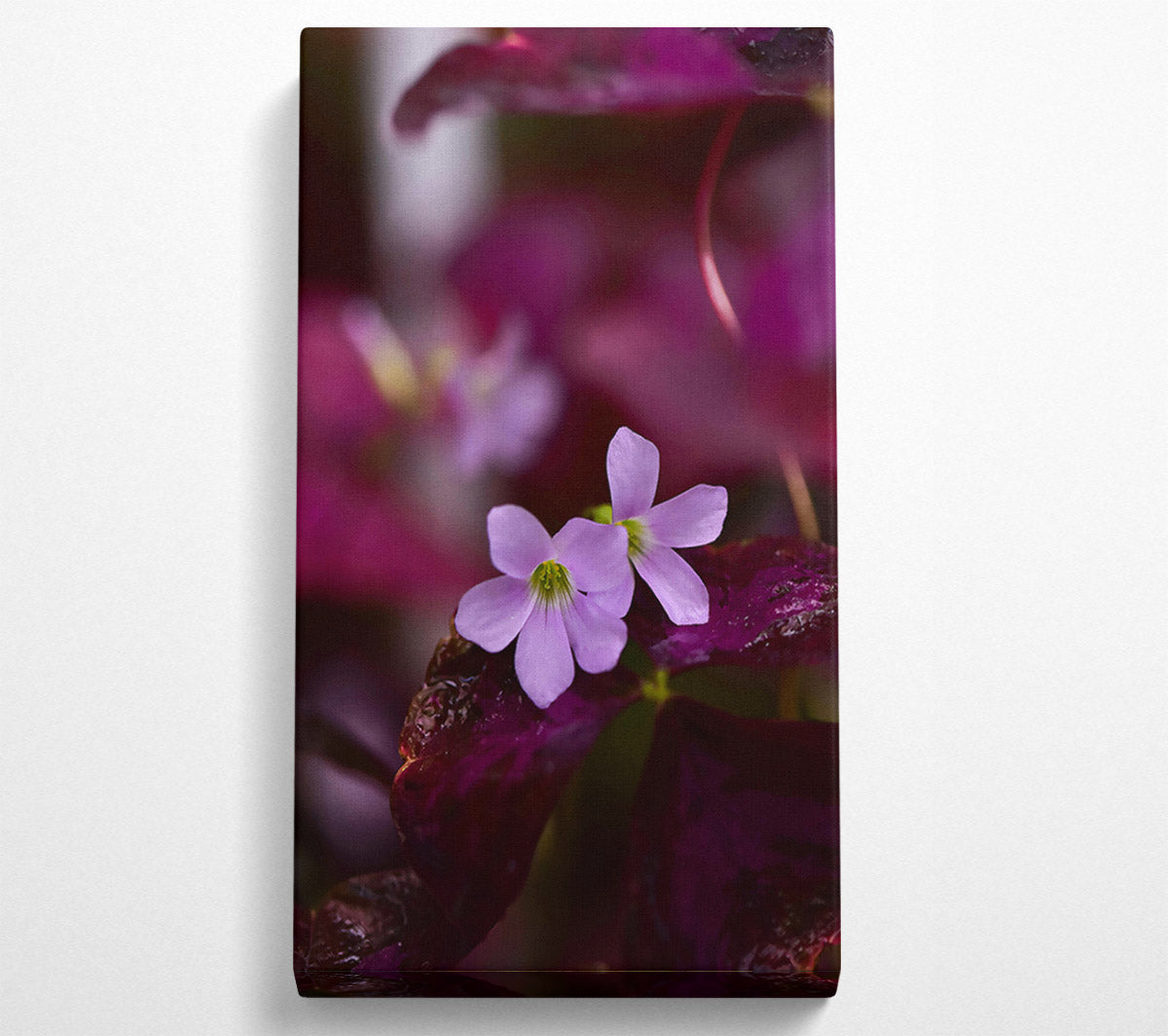 Purple Bloom'S Embrace Canvas Wall Art