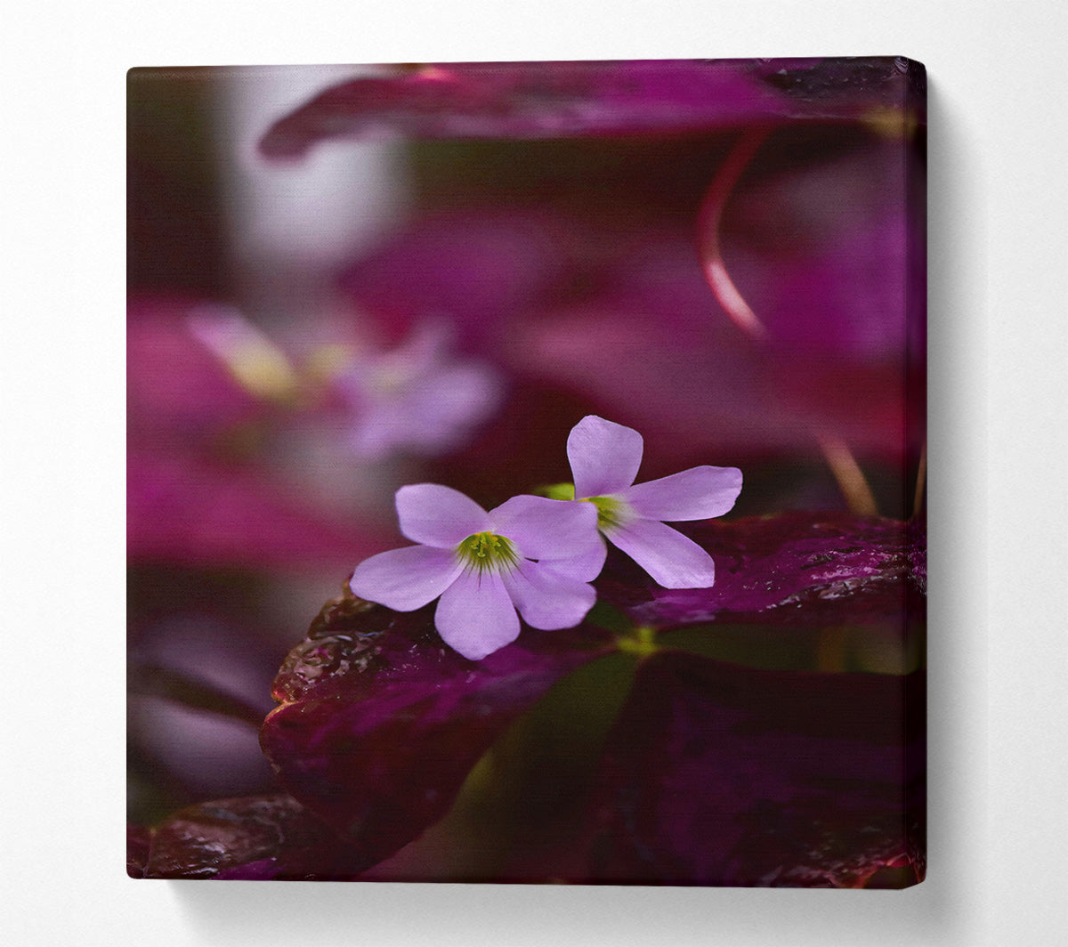 Purple Bloom'S Embrace Canvas Wall Art