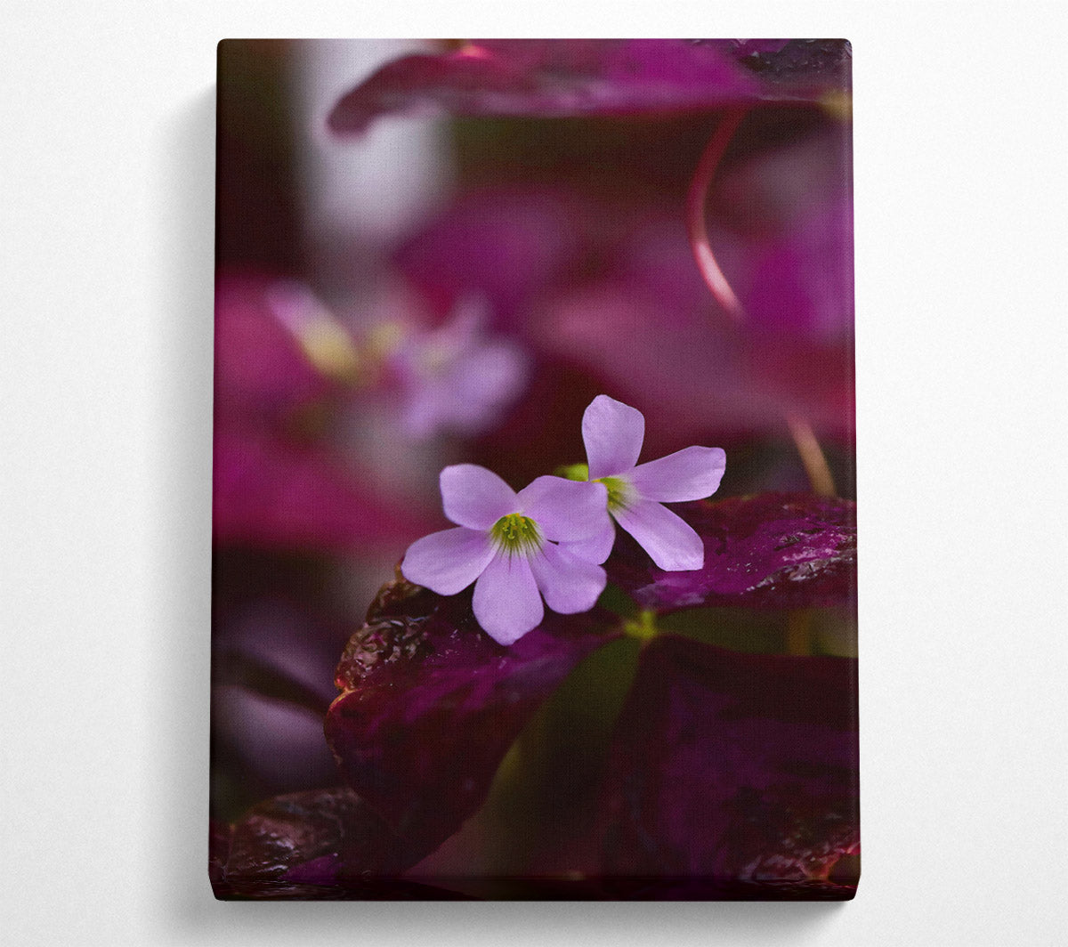 Purple Bloom'S Embrace Canvas Wall Art