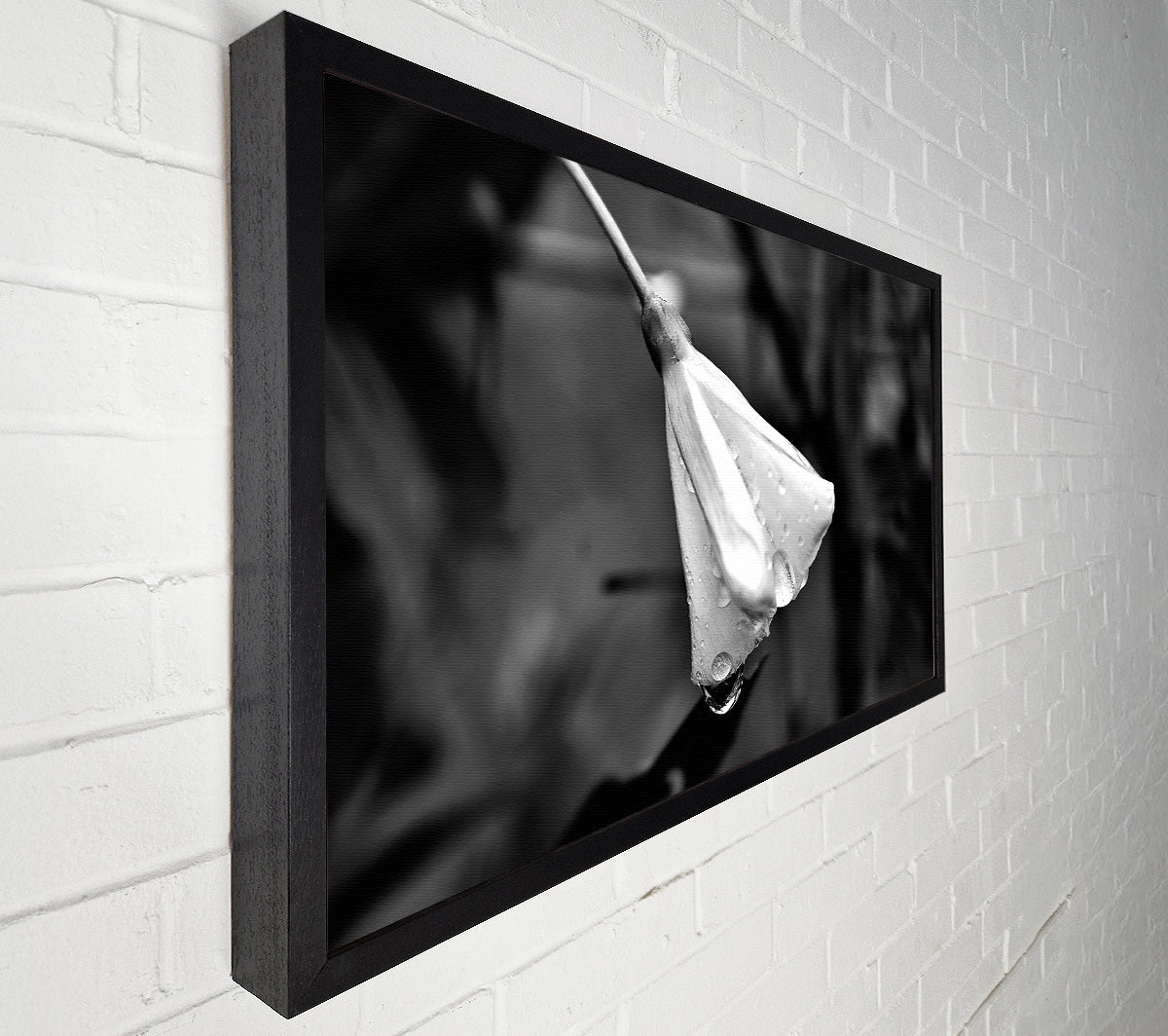 White Petal Dewdrop Canvas Print