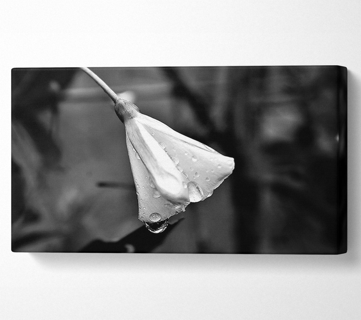 White Petal Dewdrop Canvas Print