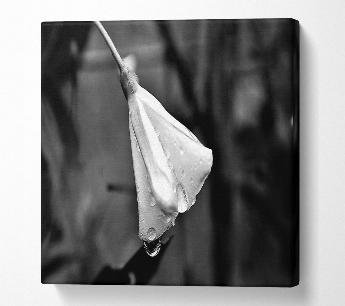 White Petal Dewdrop Canvas Print