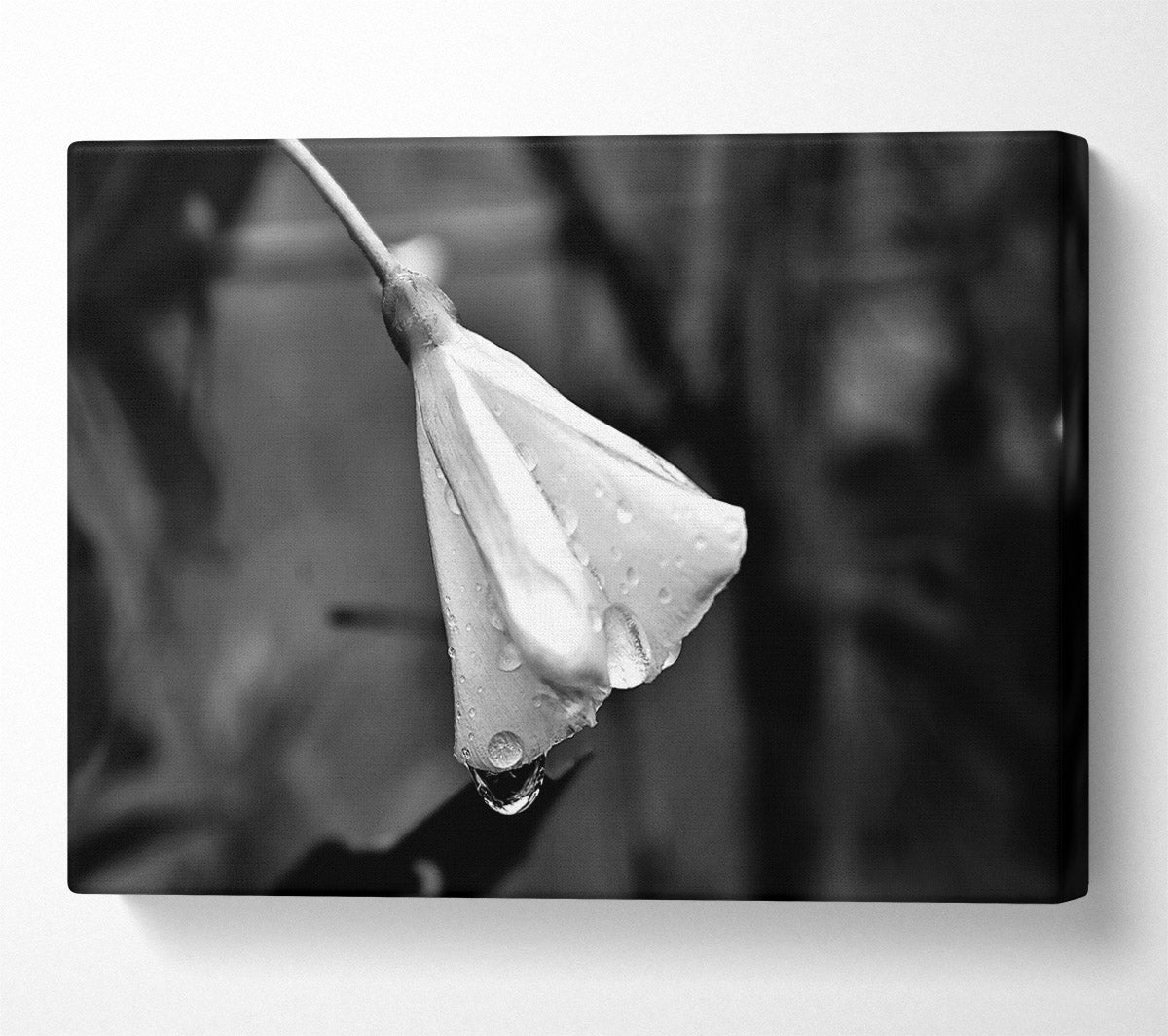 White Petal Dewdrop Canvas Print