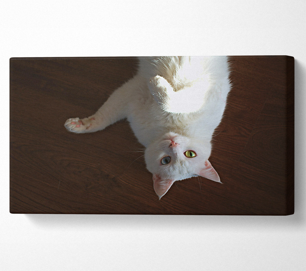 White Kitty Upside Down Canvas Wall Art