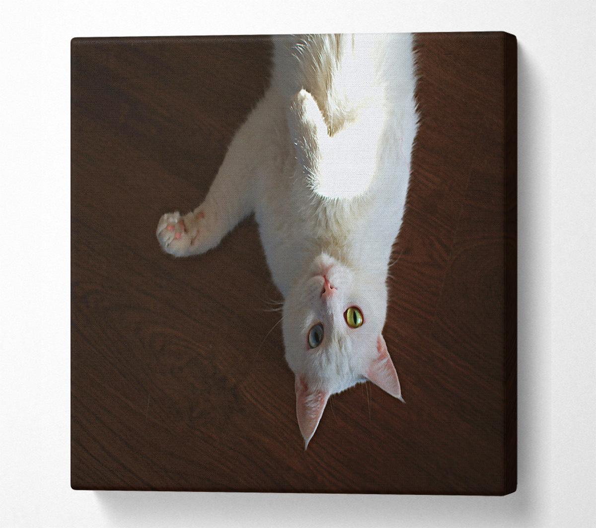 White Kitty Upside Down Canvas Wall Art