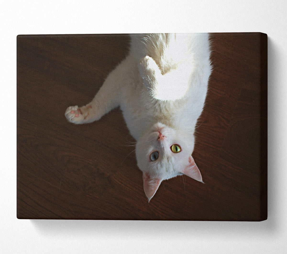White Kitty Upside Down Canvas Wall Art