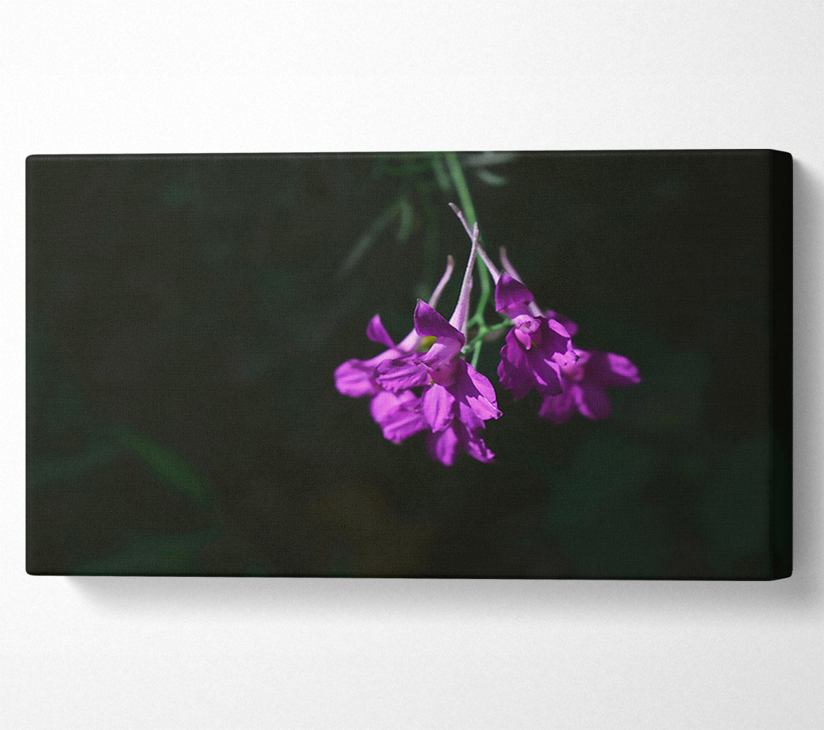 Purple Whispers In Shadow Canvas Wall Art