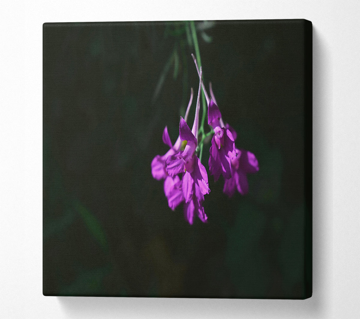 Purple Whispers In Shadow Canvas Wall Art