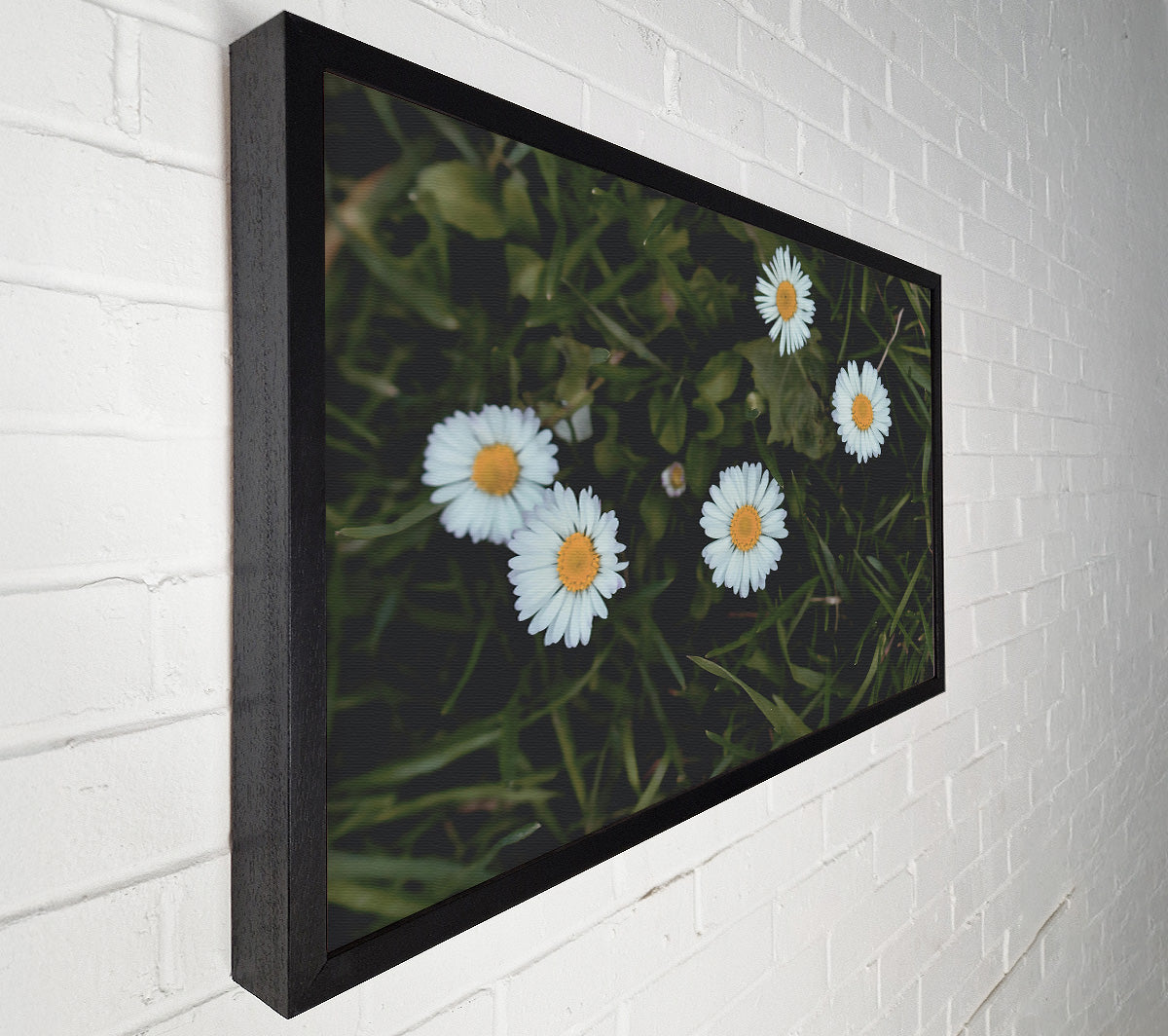 White Daisies In Green Grass Canvas Wall Art