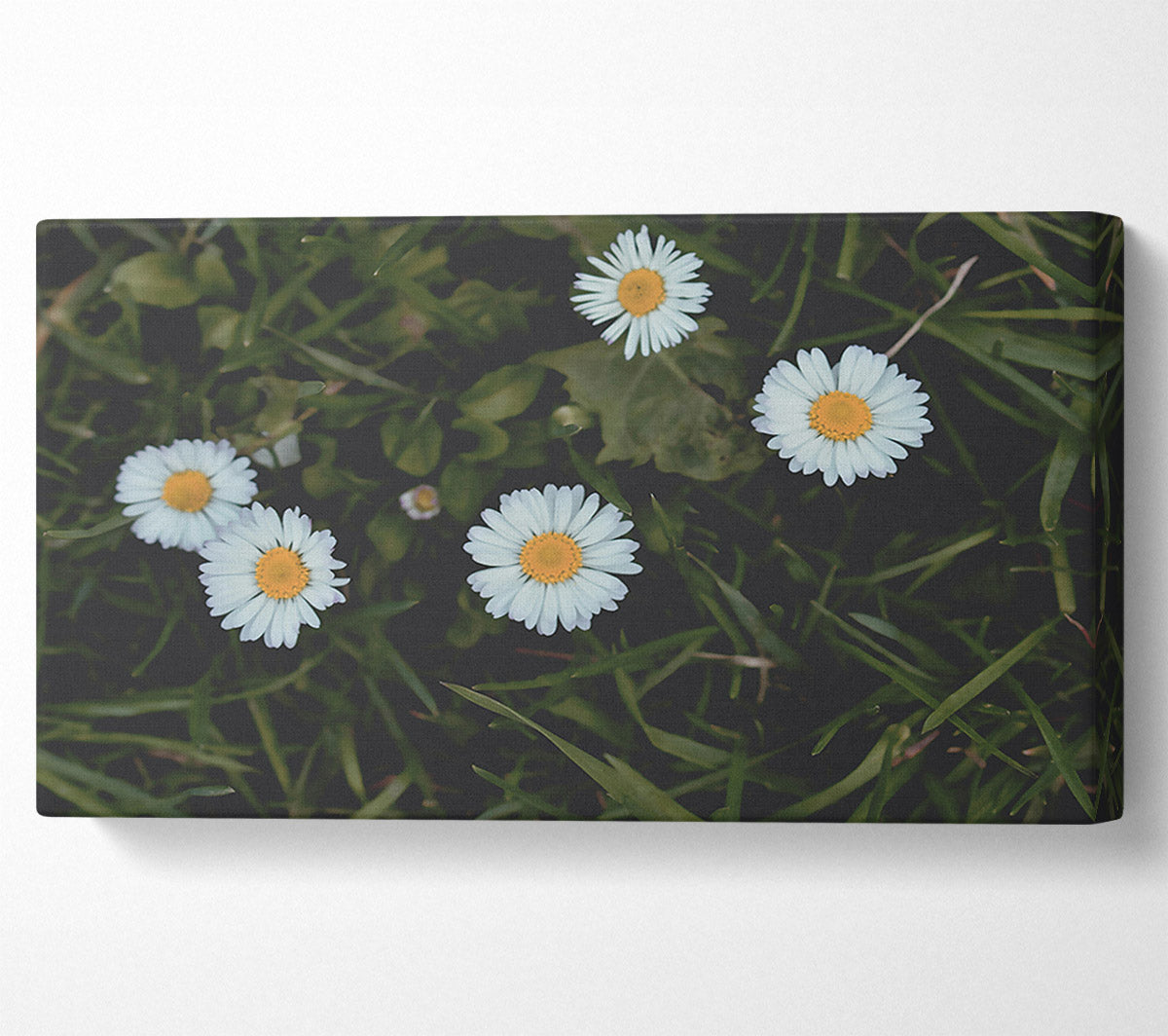White Daisies In Green Grass Canvas Wall Art