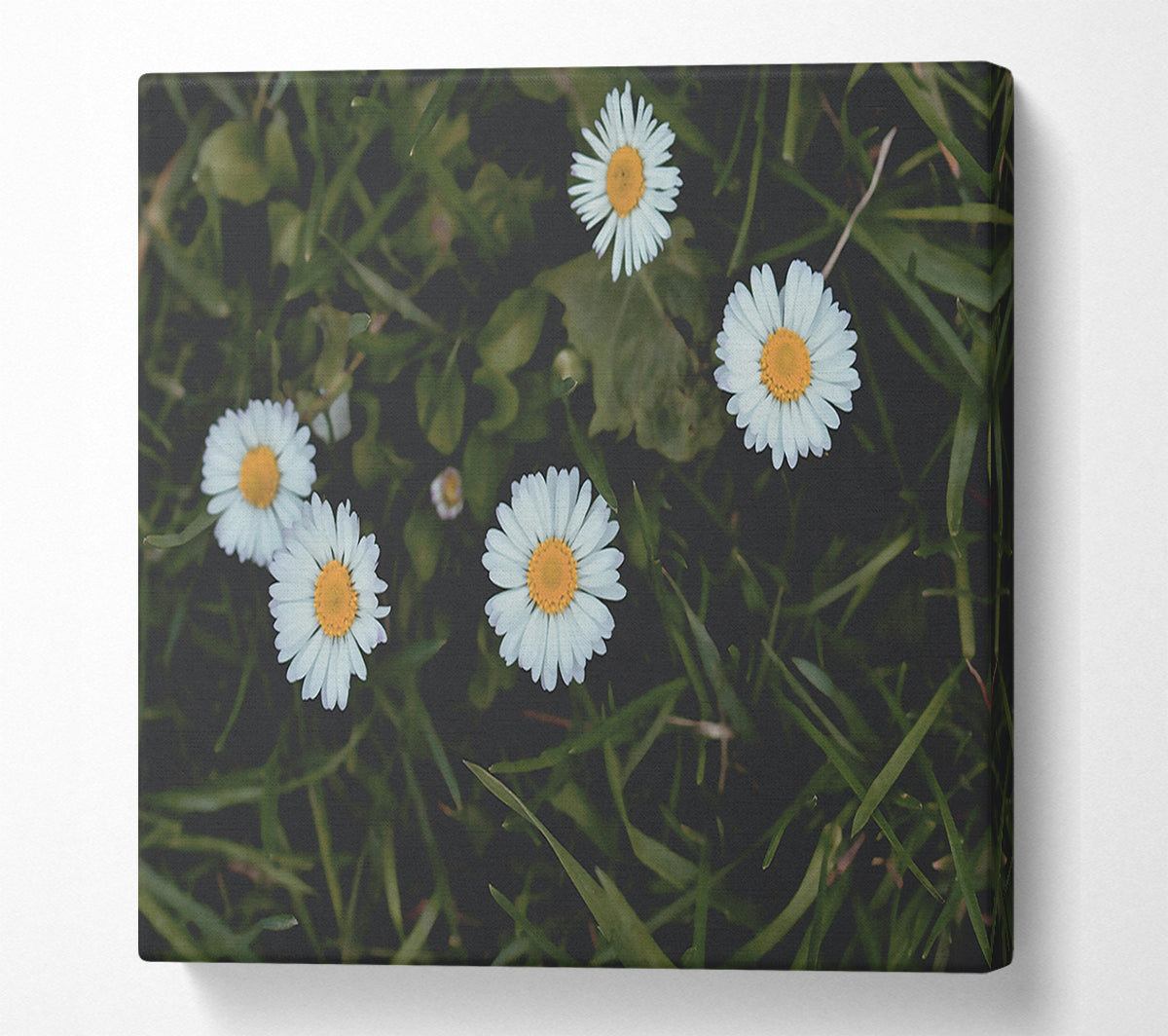 White Daisies In Green Grass Canvas Wall Art
