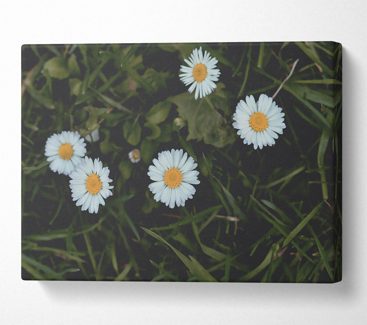 White Daisies In Green Grass Canvas Wall Art