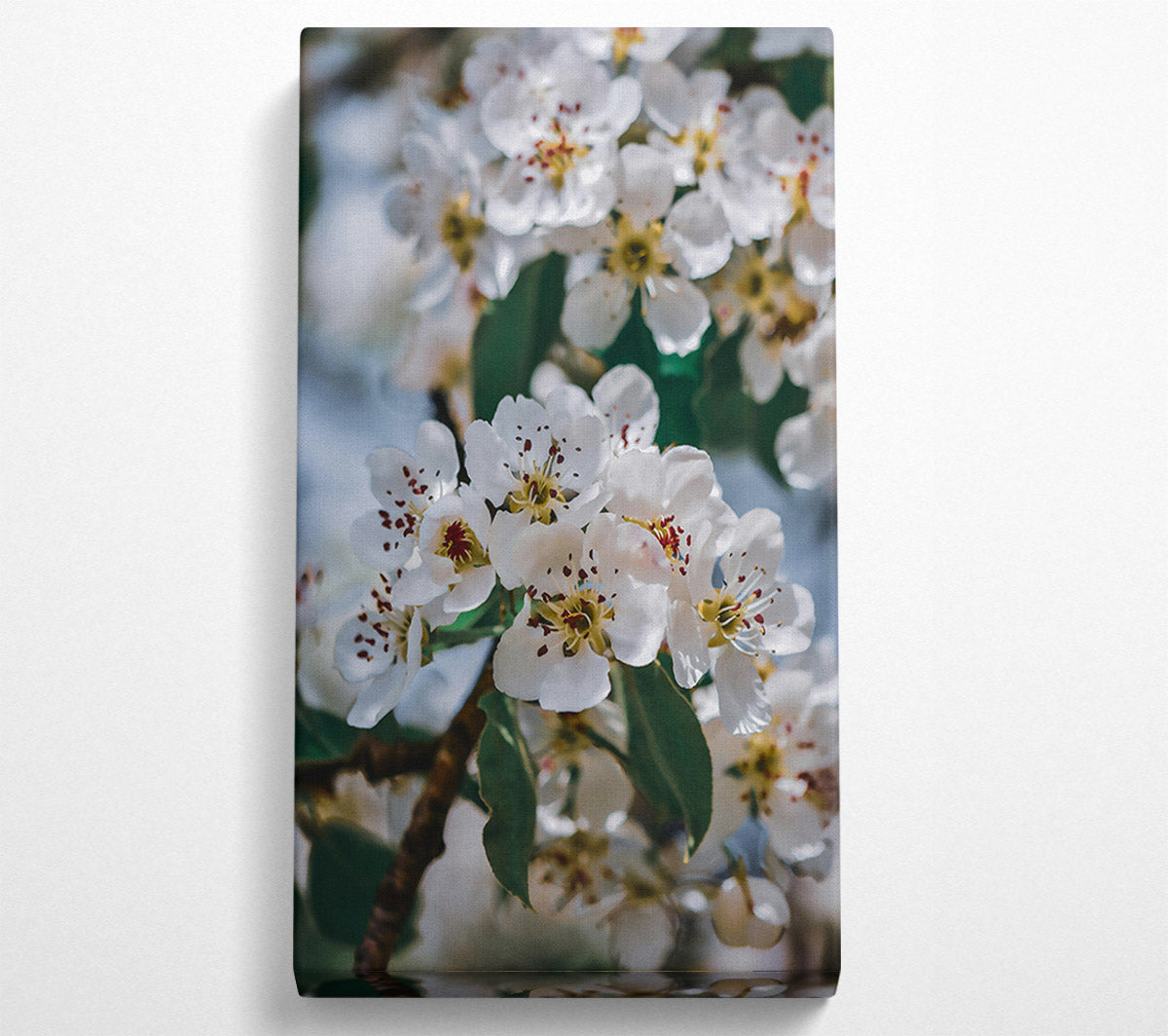 White Blooms In Springtime Canvas Wall Art