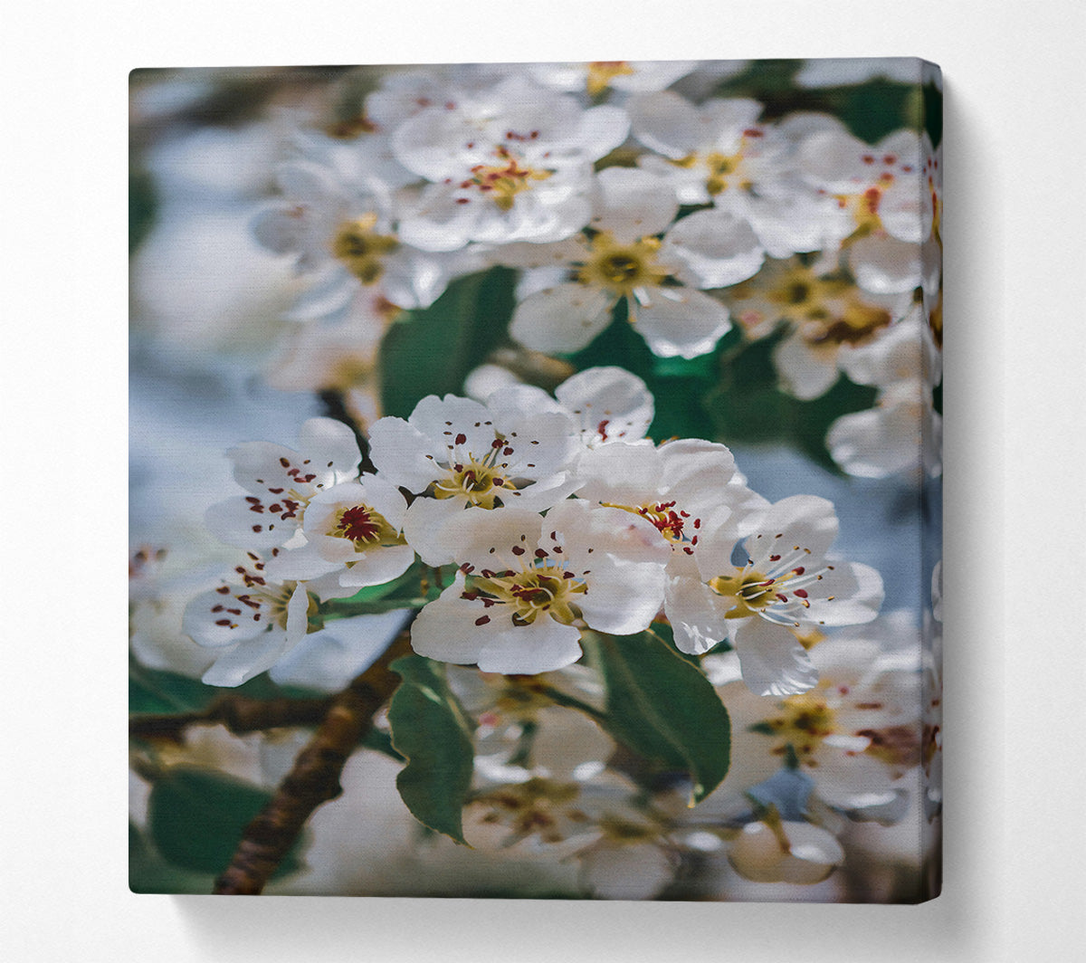 White Blooms In Springtime Canvas Wall Art