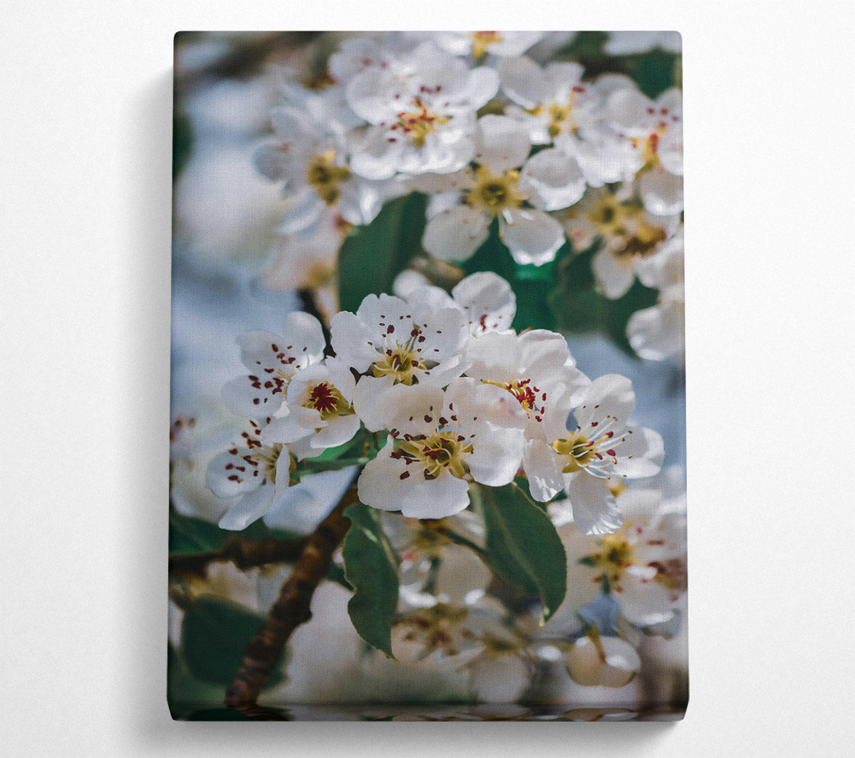 White Blooms In Springtime Canvas Wall Art