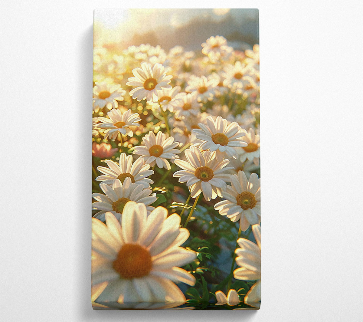 Golden Daisies In Bloom Canvas Art