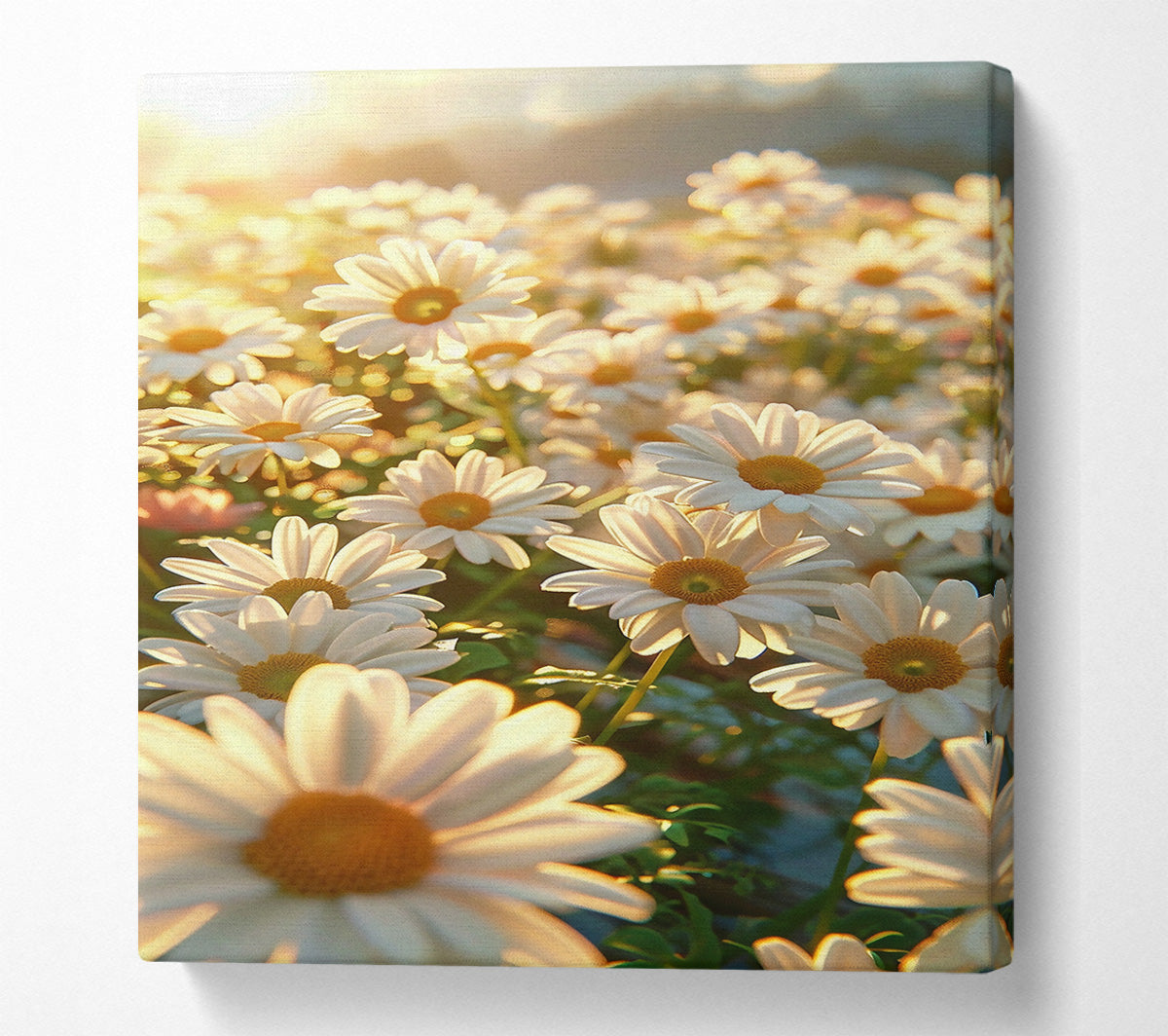 Golden Daisies In Bloom Canvas Art