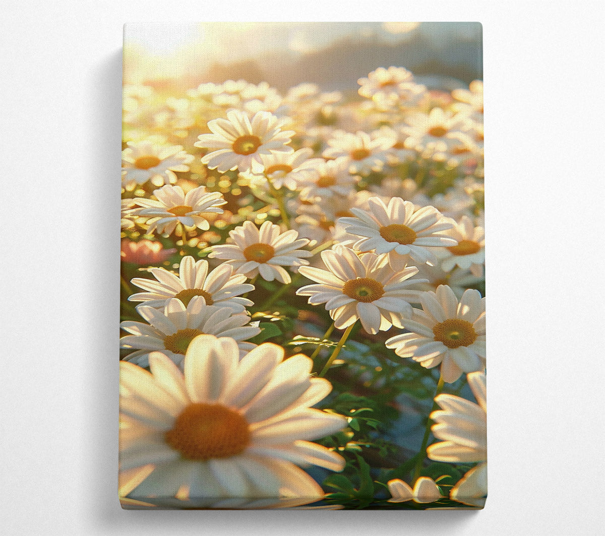 Golden Daisies In Bloom Canvas Art