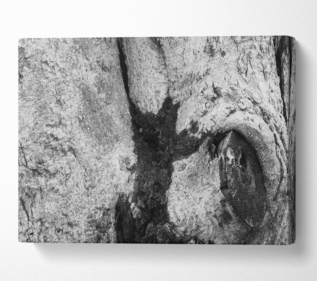 The Blackened Bark Canvas Wall Art