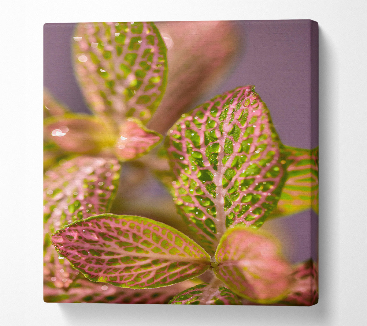 Pink Dewy Leaves Canvas Wall Art