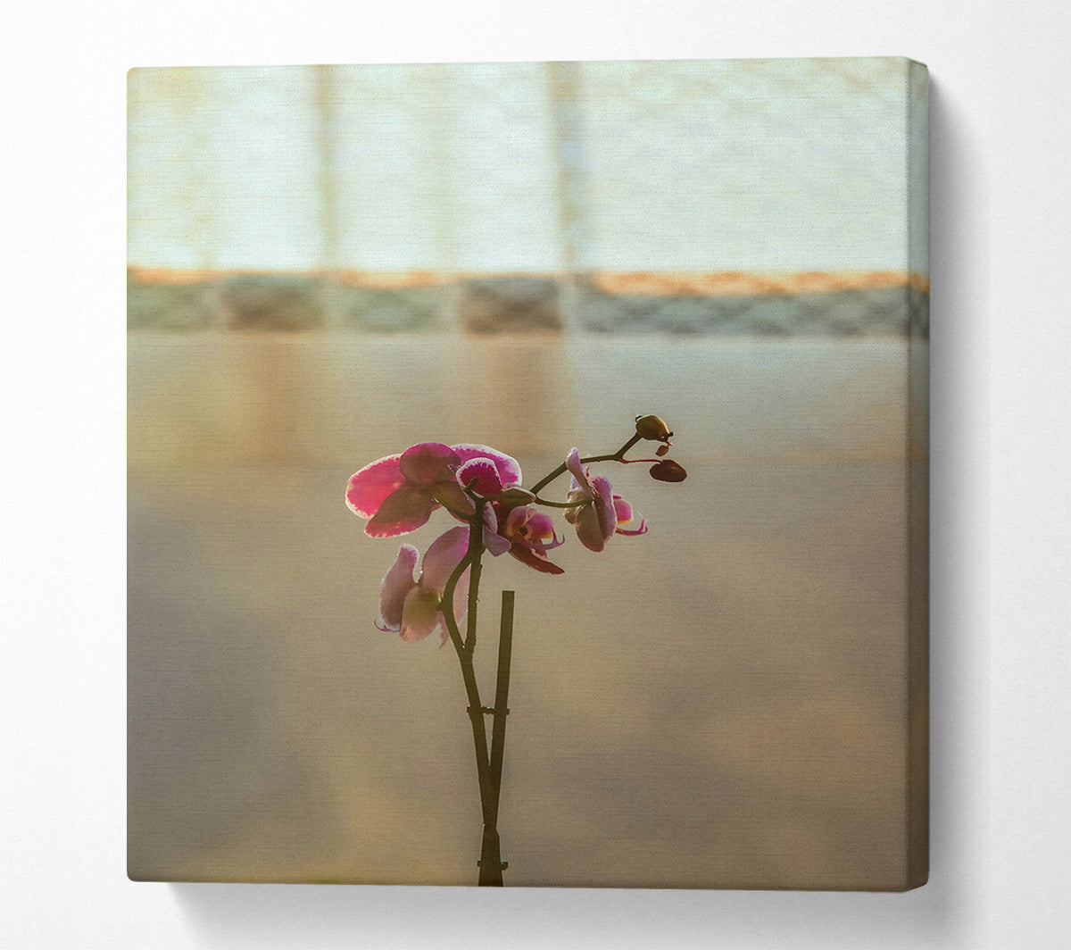 Pink Orchid Bloom Canvas Wall Art