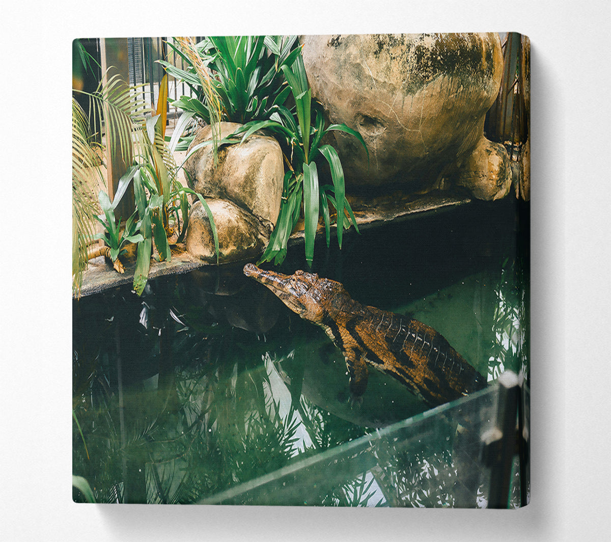 Green Pond Lurker Canvas Print