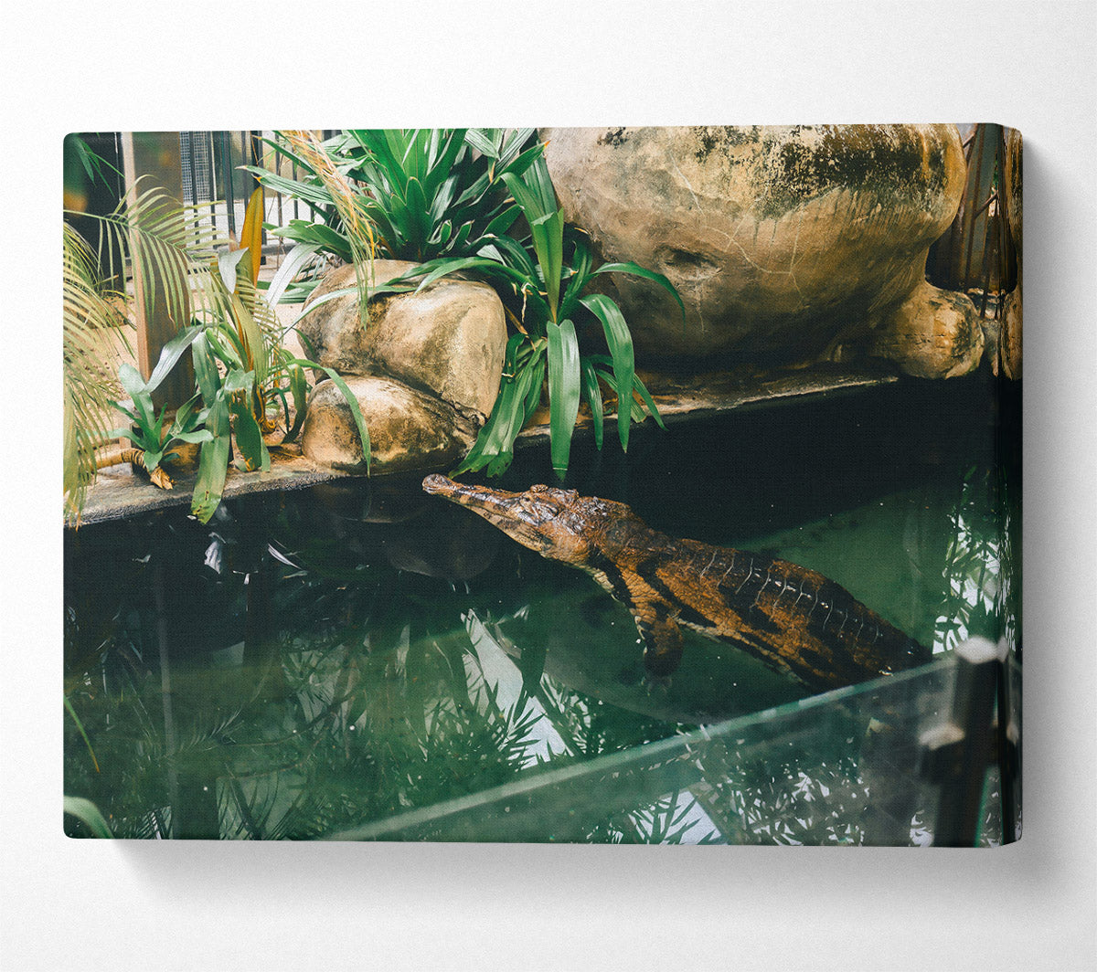 Green Pond Lurker Canvas Print