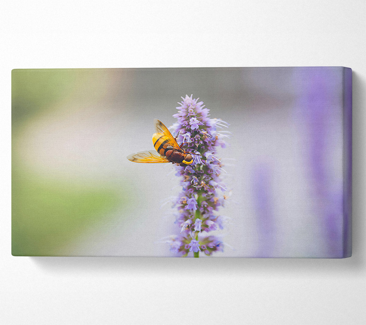 Purple Flower Buzz Canvas Wall Art