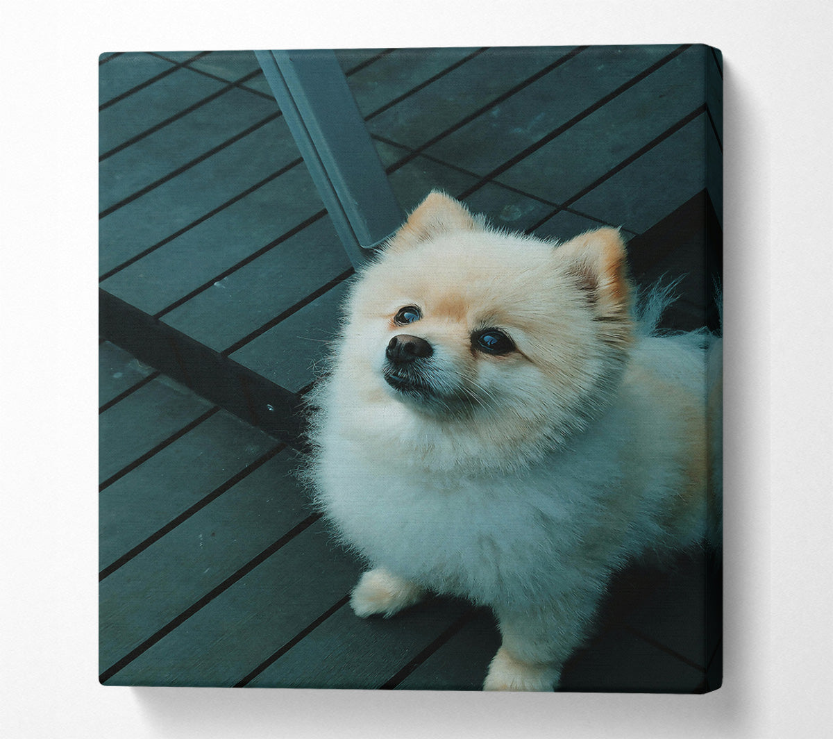 Teal Furry Friend Canvas Wall Art