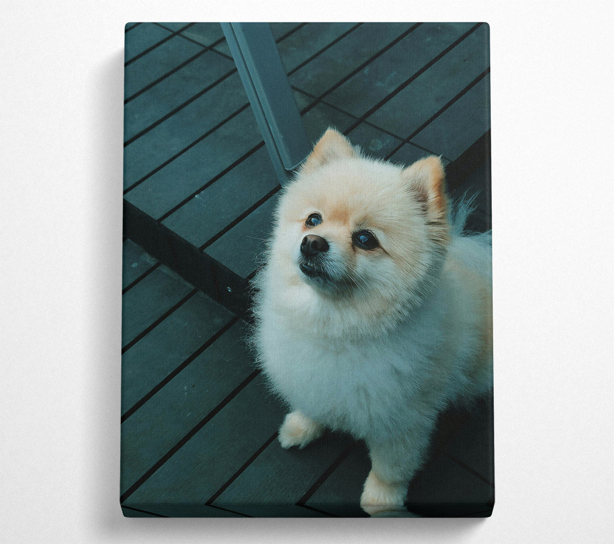 Teal Furry Friend Canvas Wall Art