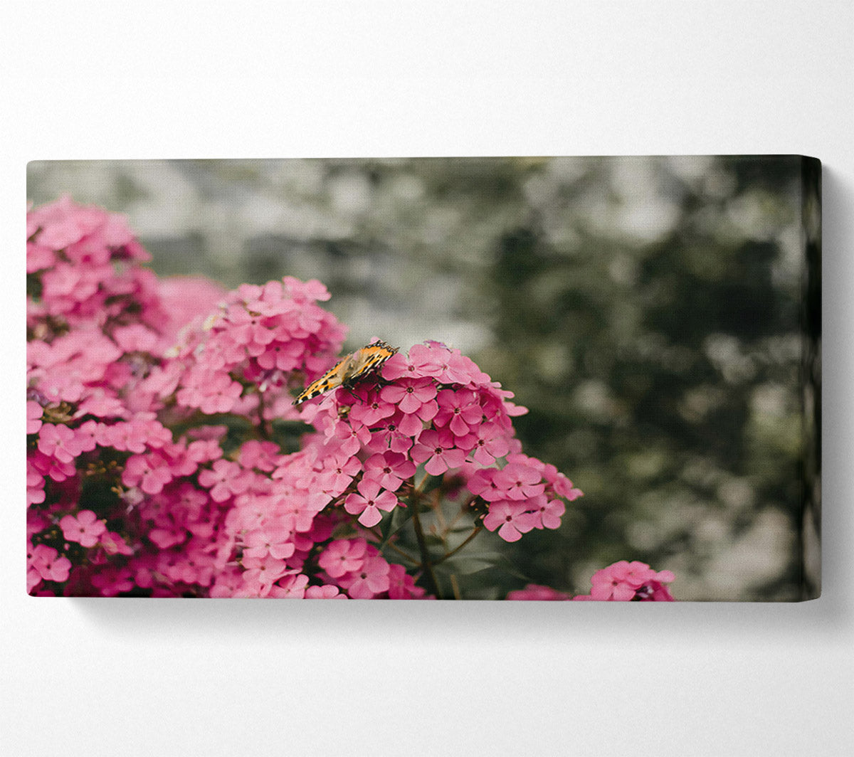 Pink Flowers And Butterfly Canvas Wall Art