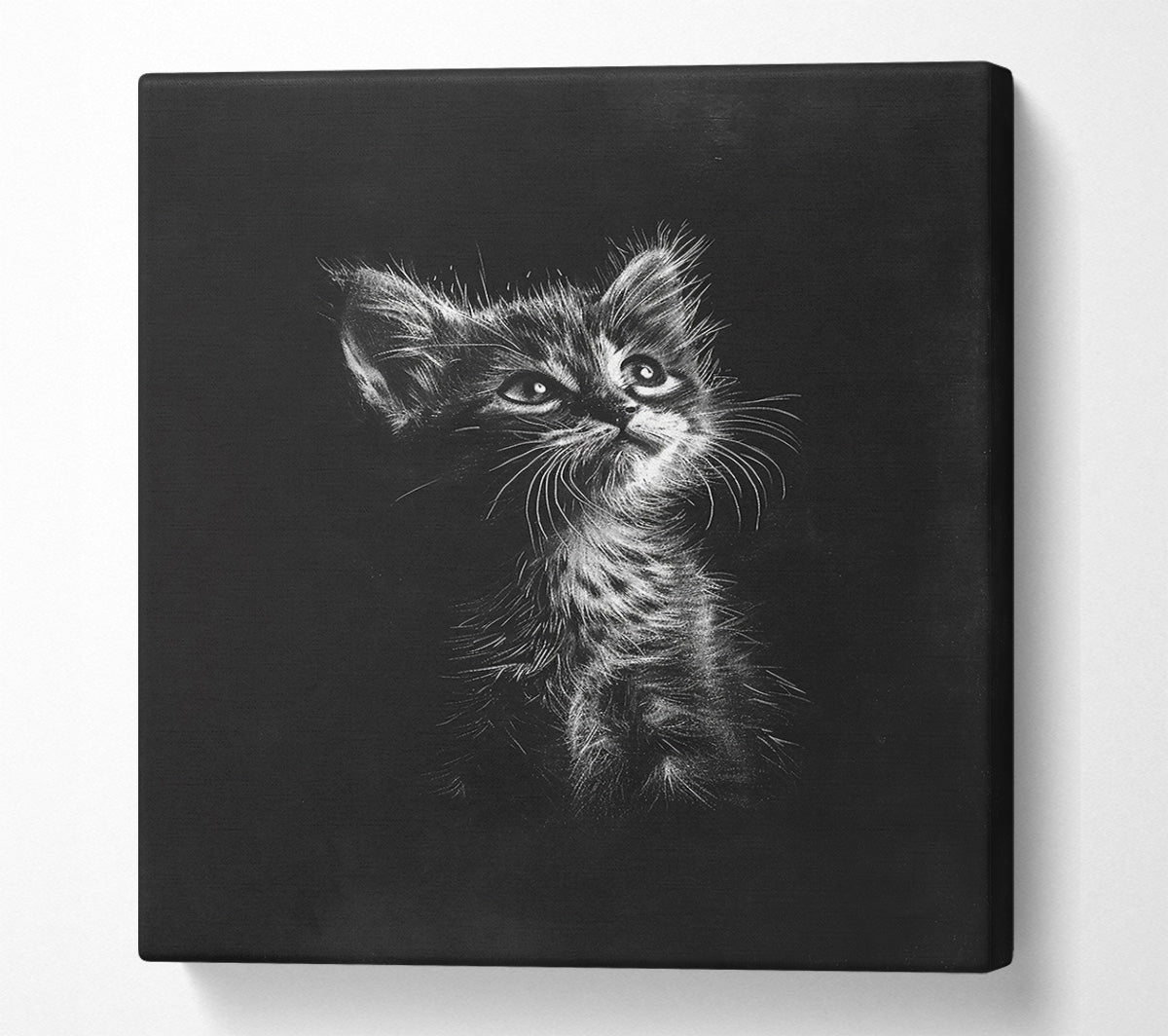White Kitten Gaze Canvas Wall Art