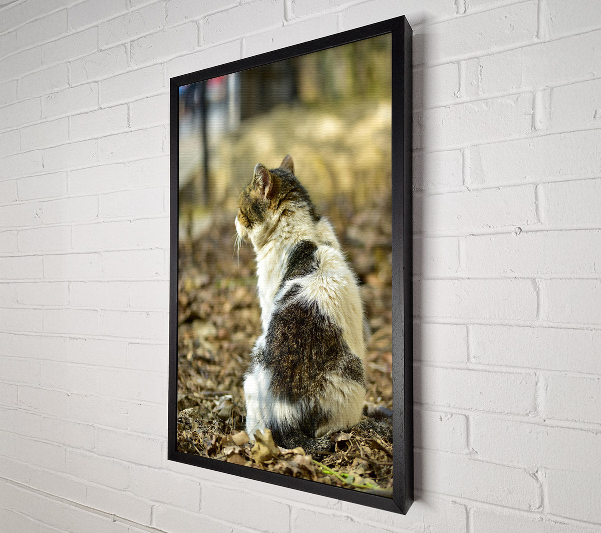 White Tabby Sitting Canvas Wall Art