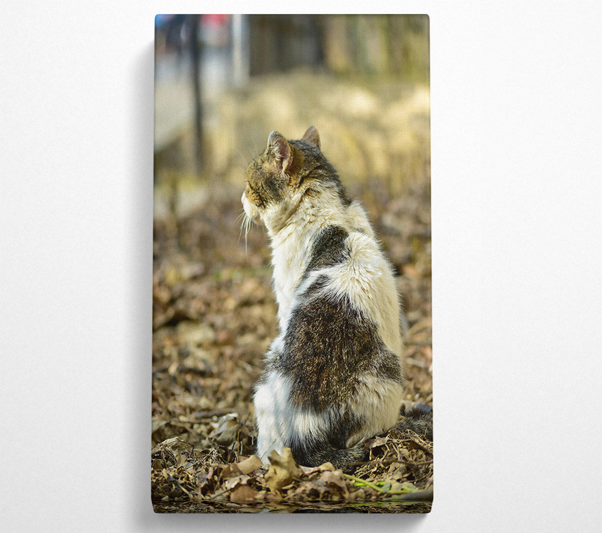 White Tabby Sitting Canvas Wall Art