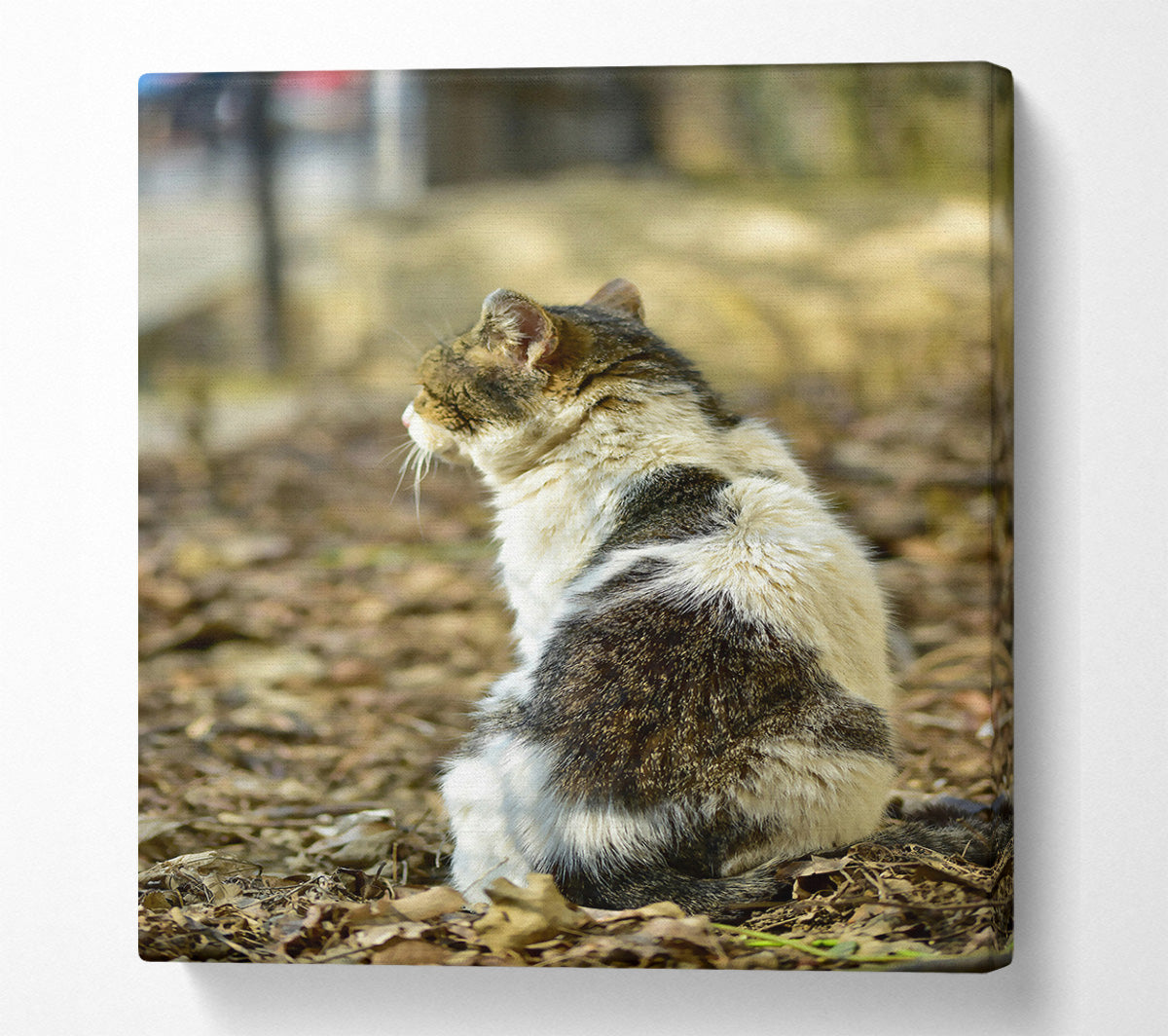 White Tabby Sitting Canvas Wall Art