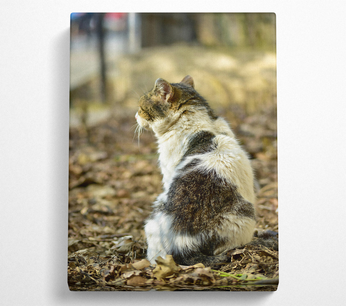 White Tabby Sitting Canvas Wall Art