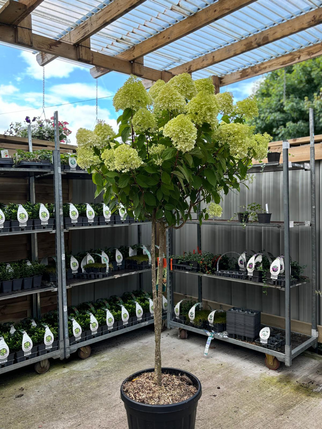 Hydrangea paniculata 'LimeLight’ Multistem Tree 12L-45L