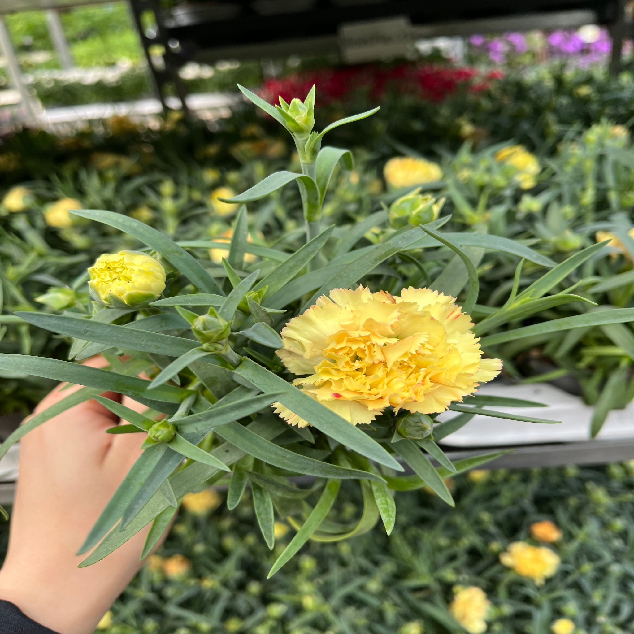 Dianthus Yellow (9cm growers pot)