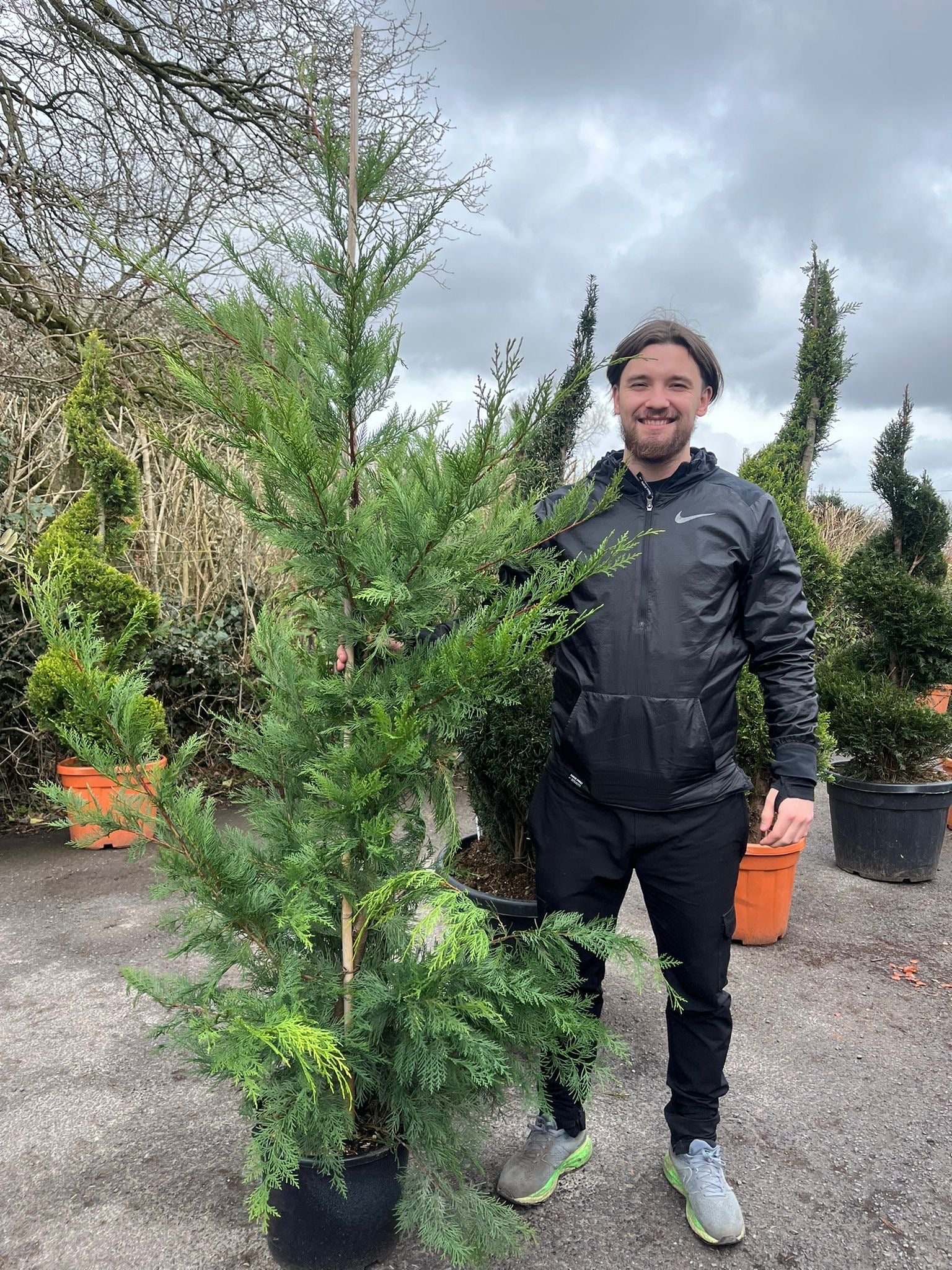 5 / 10 x 7ft Potted Green Cupressus Leylandii Hedging Conifers (180-200cm)