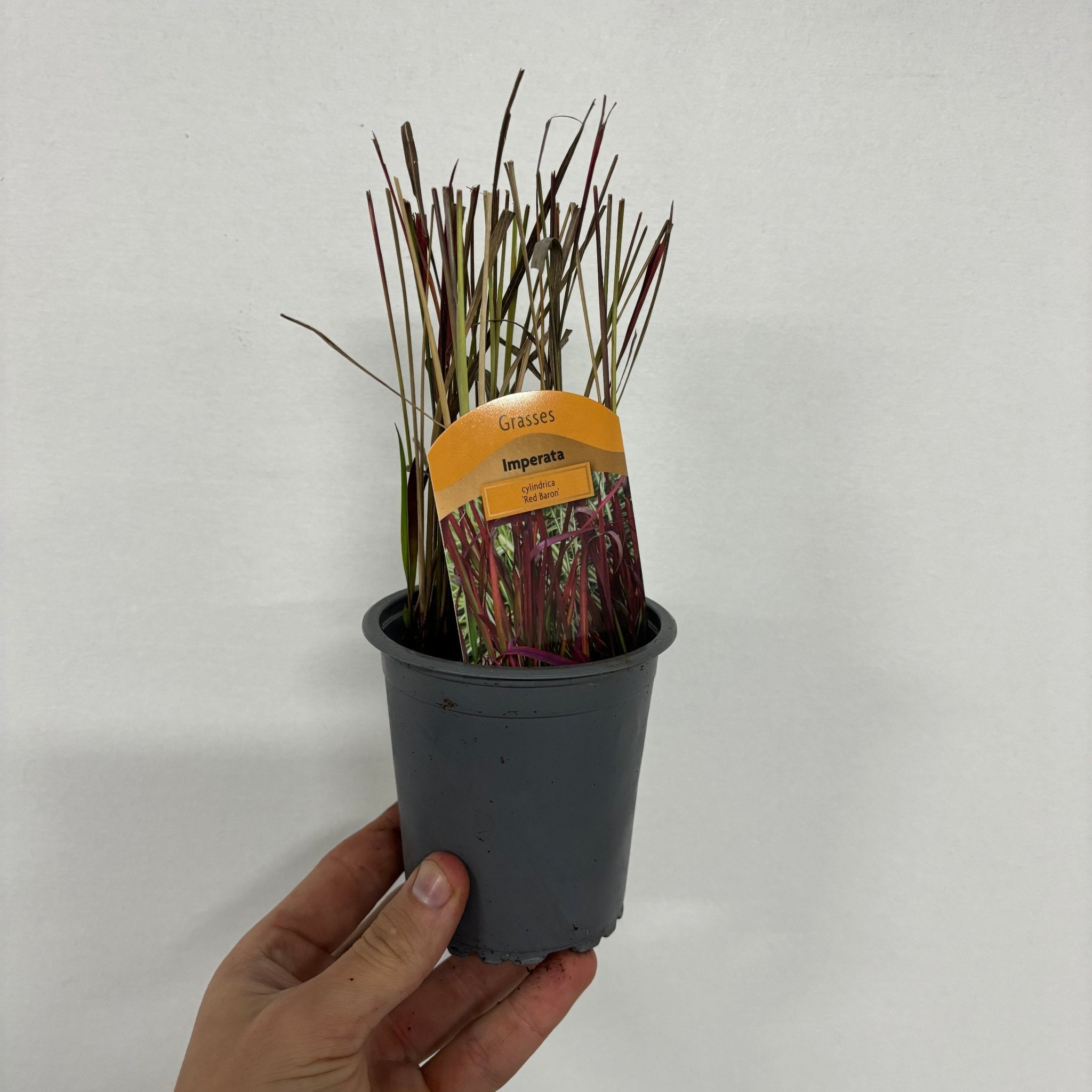 Imperata cylindrica Red Baron (Japanese Blood Grass) 9cm/2L/3L/7.5L