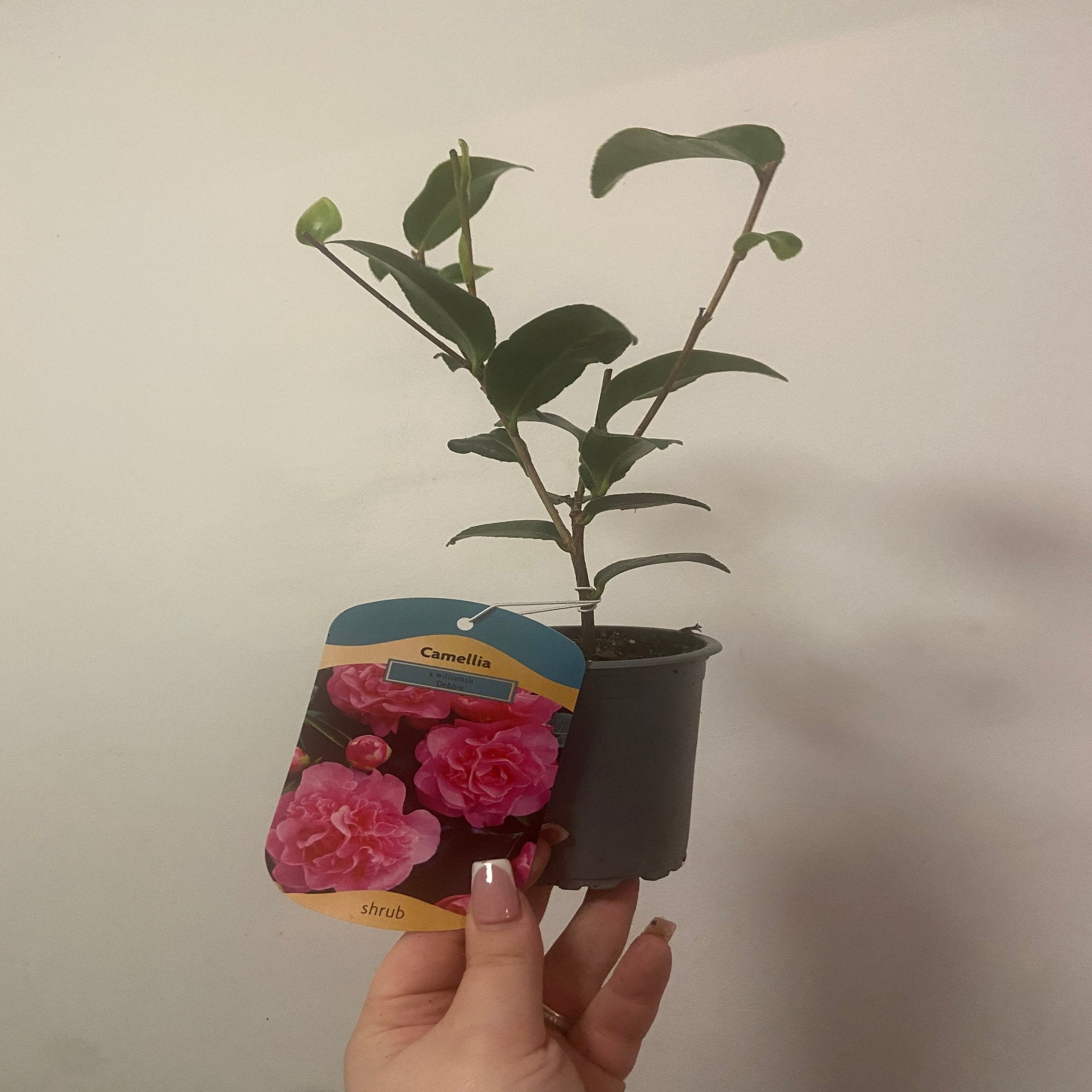 Camellia japonica Debbie 9cm / 2L