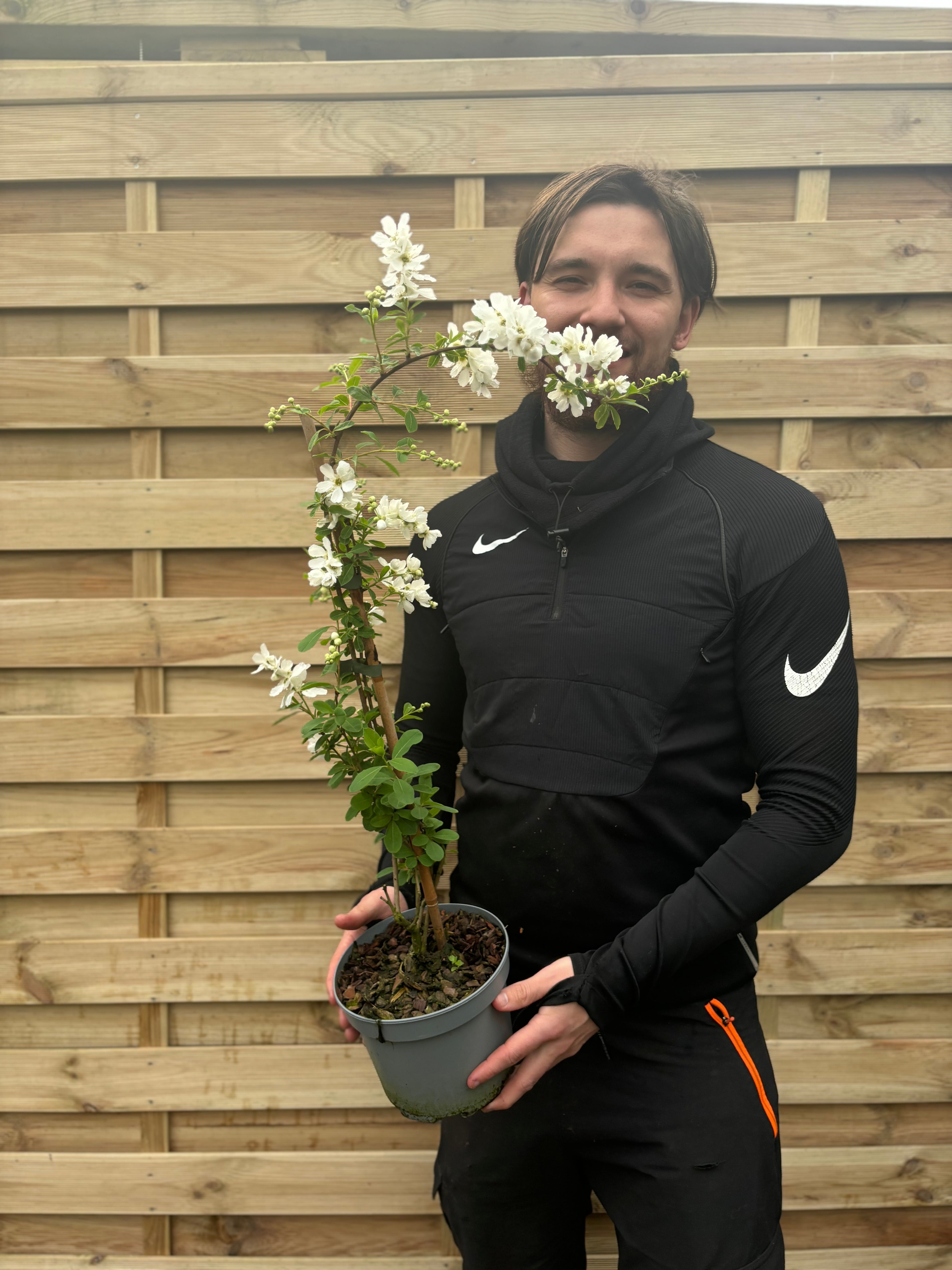 Exochorda × macrantha 'The Bride'  2L