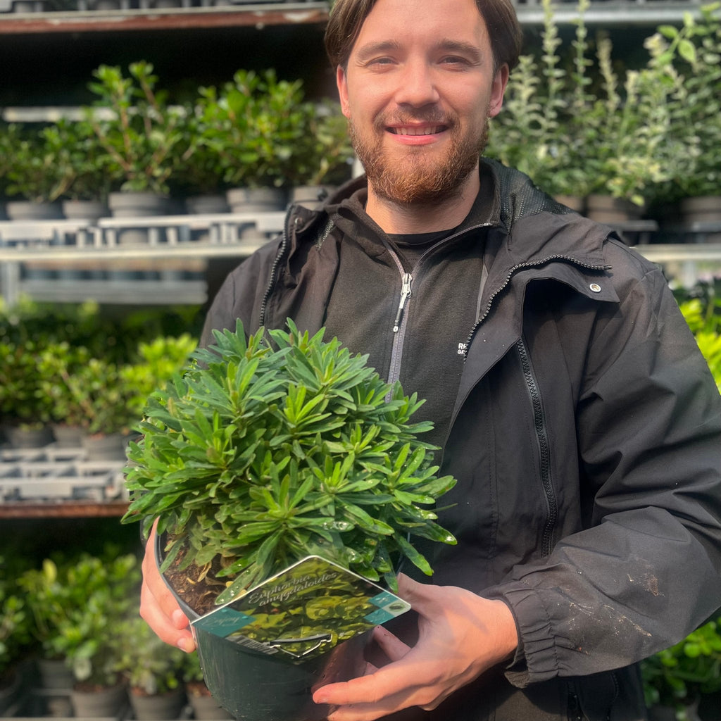 Euphorbia amygdaloides 'Red Wing' 3L