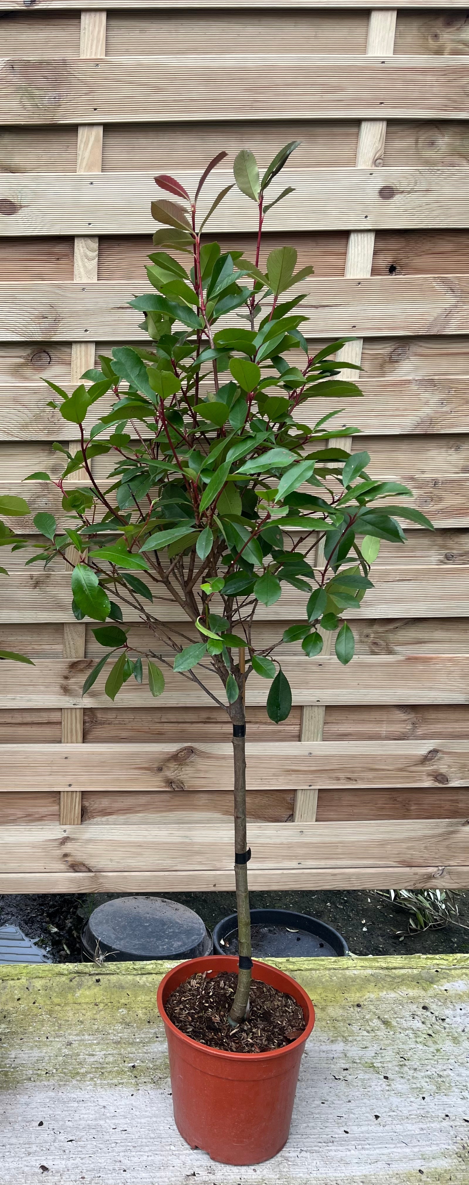 Special offer: Half Standard Photinia 'Red Robin' 100cm (2 for £54.99)