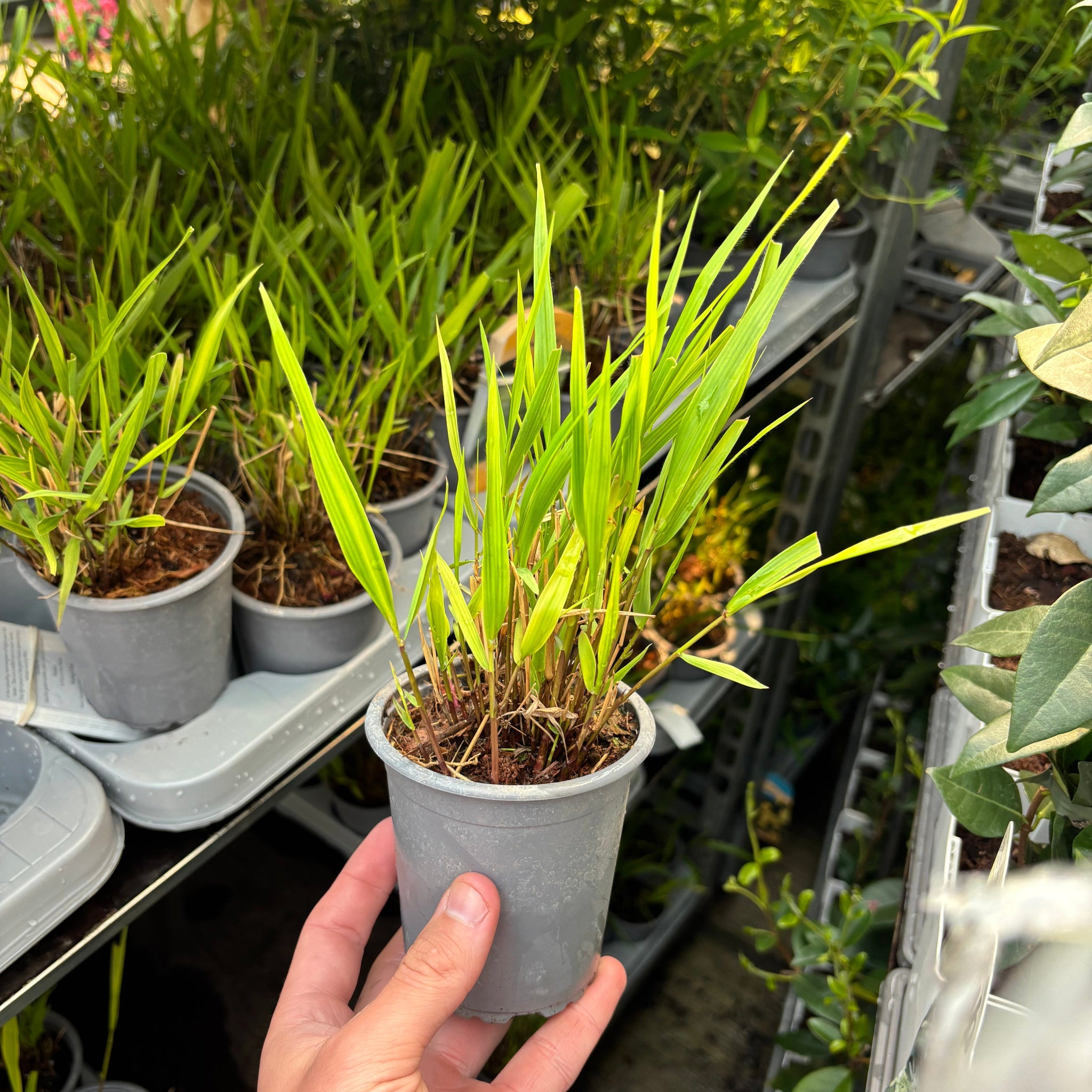 Hakonechloa macra Grass 9cm / 2L