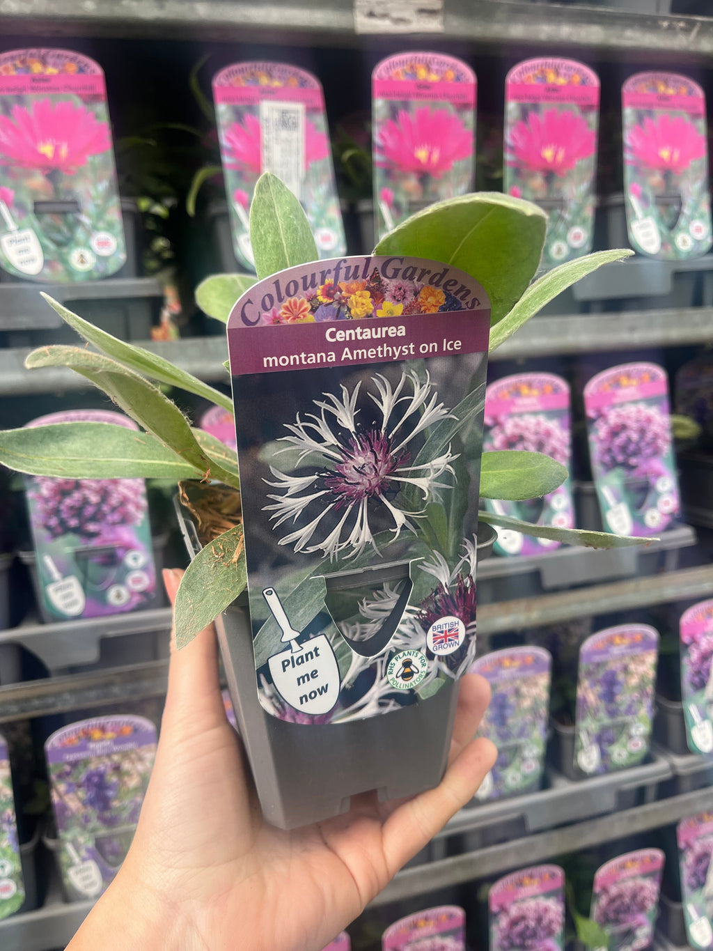 Centaurea montana Amethyst on Ice 9cm/2L