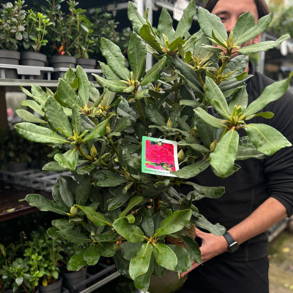 Rhododendron 'Nova Zembla' 2L / 5L