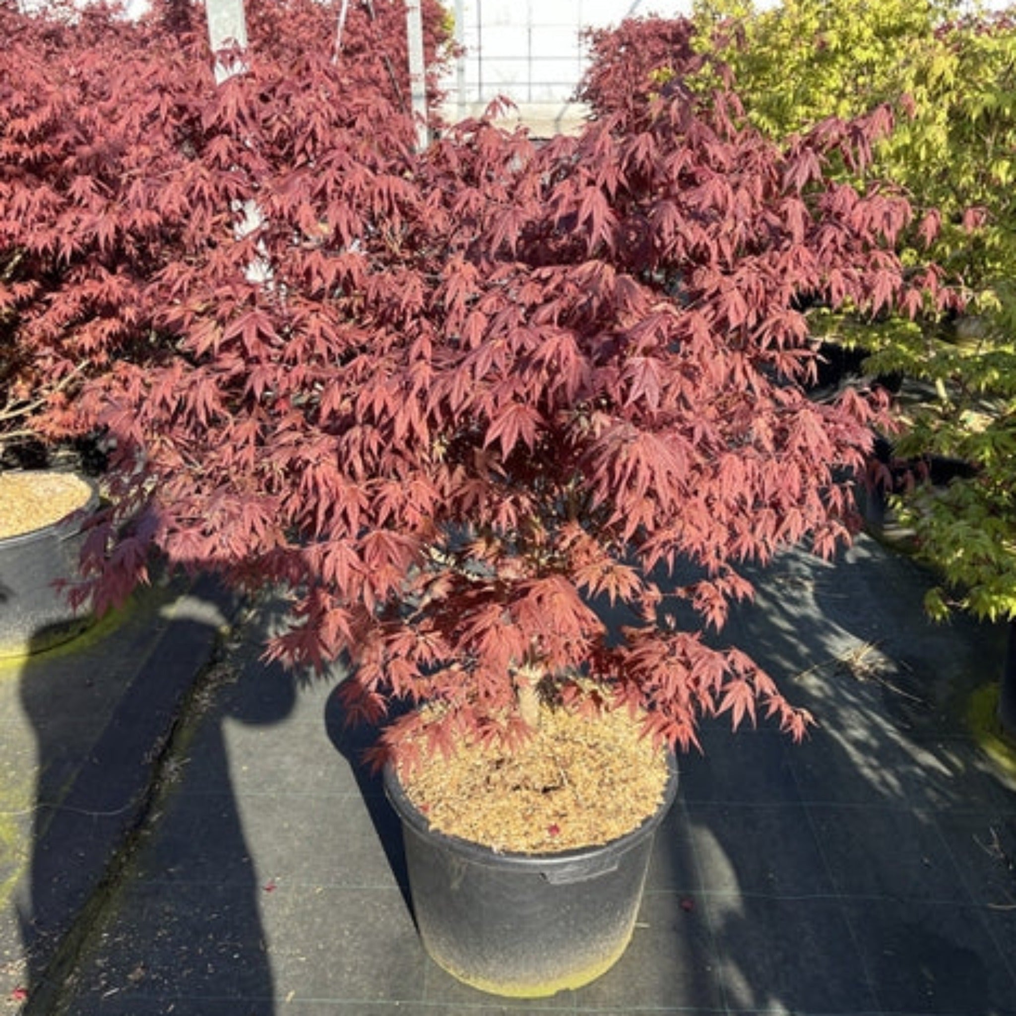 Acer palmatum 'Atropurpureum' 10.5cm / 2L / 3L / 10L